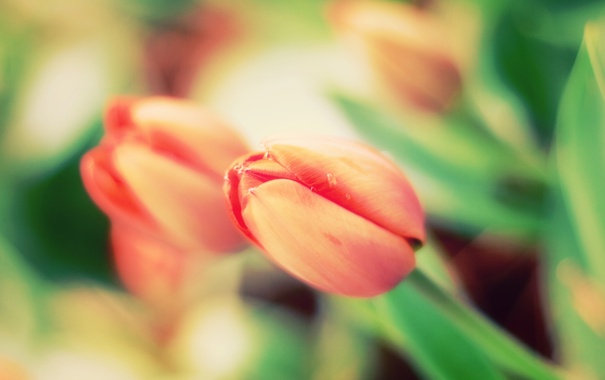tyulpan-tulip-cvetok-krasivyy.jpg