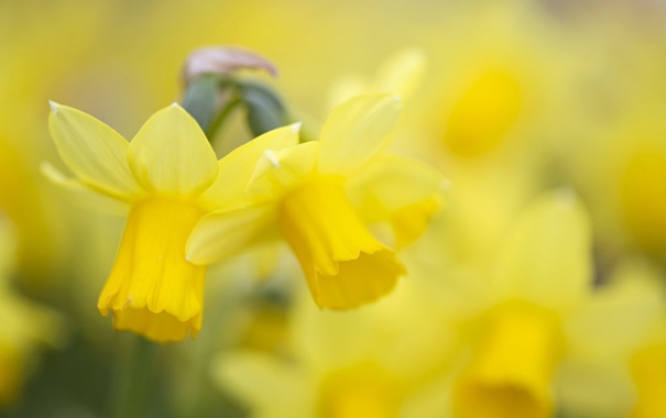 daffodil-cvety-cvet.jpg
