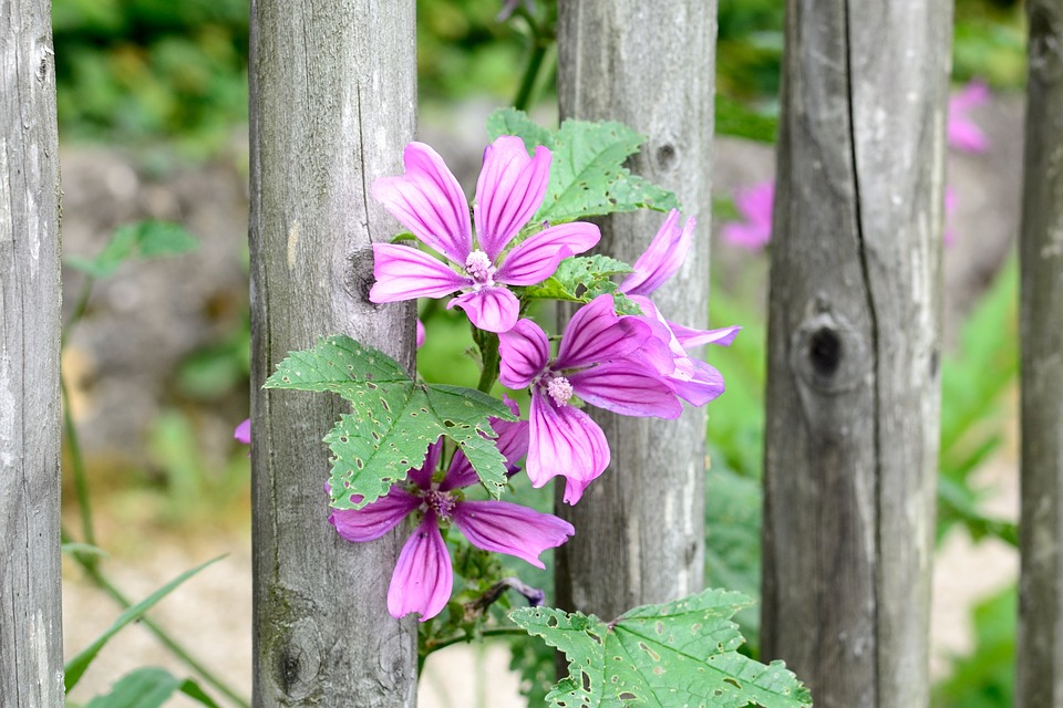 wild-mallow-813740_960_720.jpg
