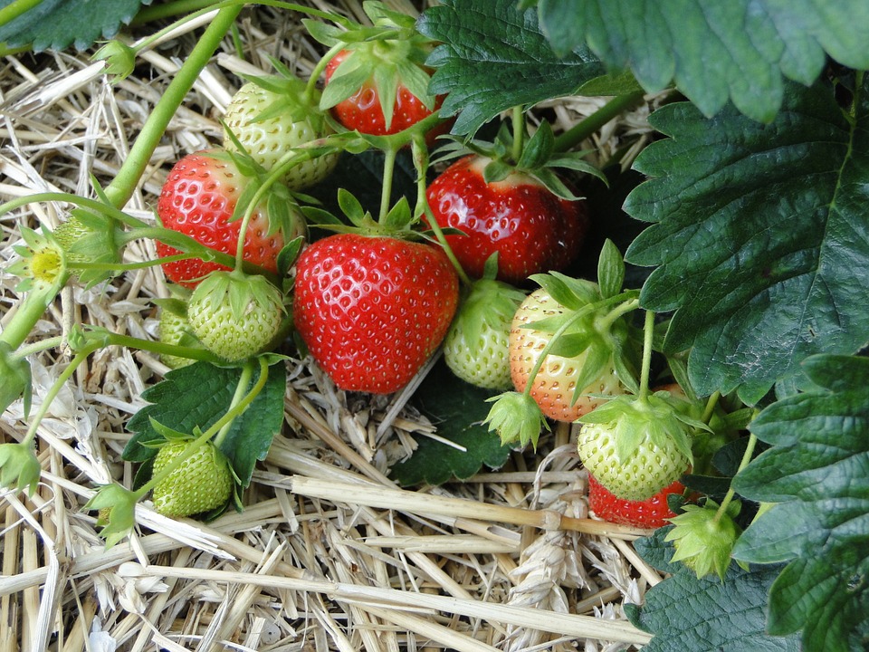 strawberries-196798_960_720.jpg