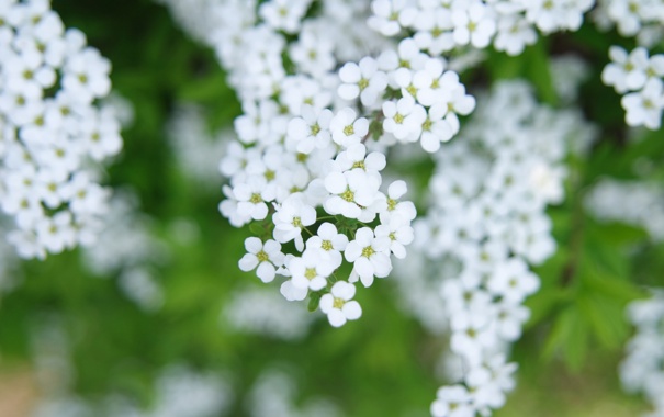 cvety-vesna-belye-vetki-4233.jpg