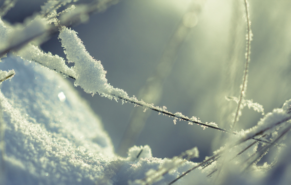makro-zima-trava-sneg-svet.jpg