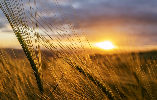wheat-wheat-field-wheat-ear-sunset-countryside-farmland.jpg