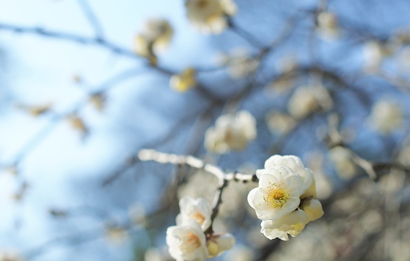 white-flowers-branches-stalks.jpg
