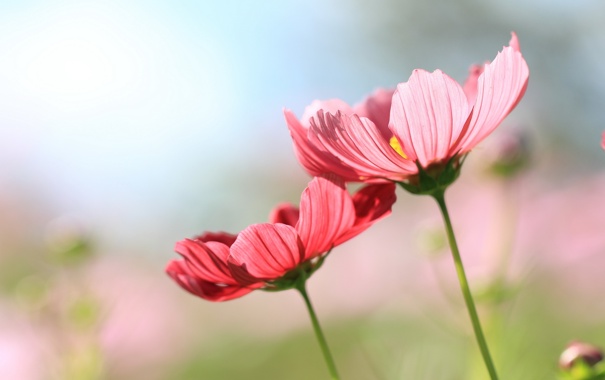 nature-cosmos-flowers.jpg