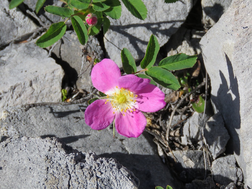wild-rose-1440107_960_720.jpg