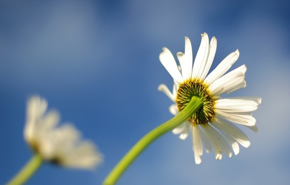 daisy-flower-beautiful.jpg