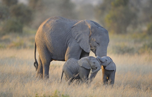 twin-baby-elephants-slony.jpg