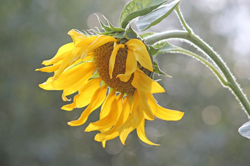 sun-flower-631795_960_720.jpg