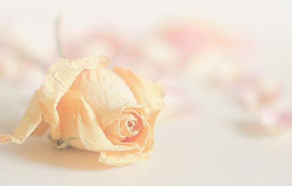 fragile-beauty-rose-flora.jpg