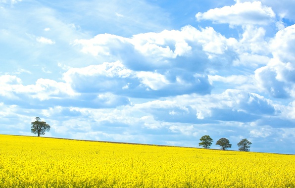 field-field-of-gold-trees-spring-clouds-sky-sunny.jpg