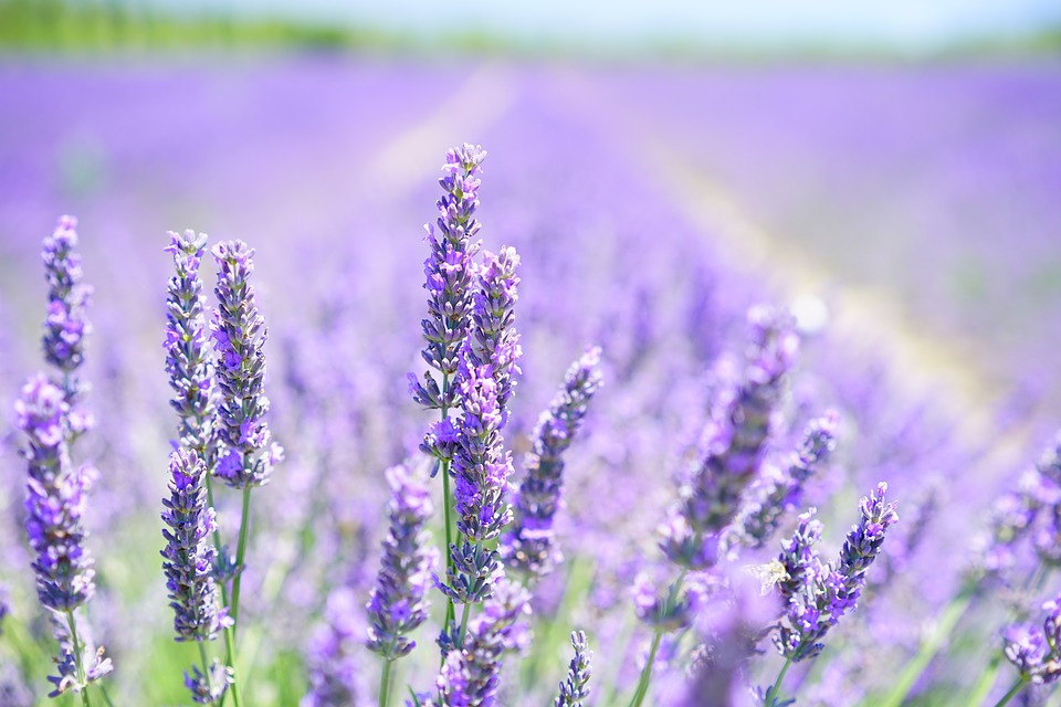 lavender-blossom-1595581_960_720.jpg