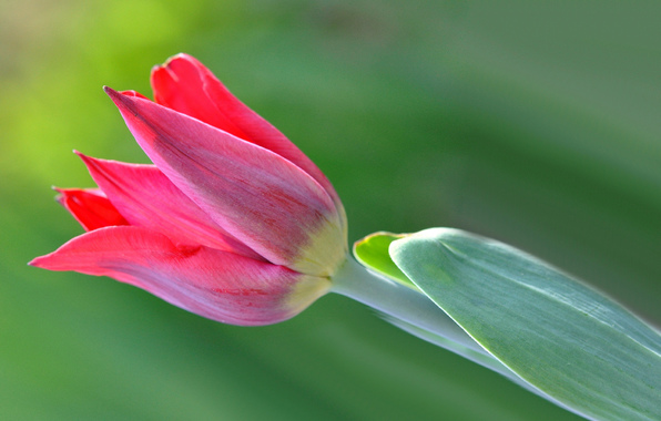 tyulpan-lepestki-listya-makro-849.jpg