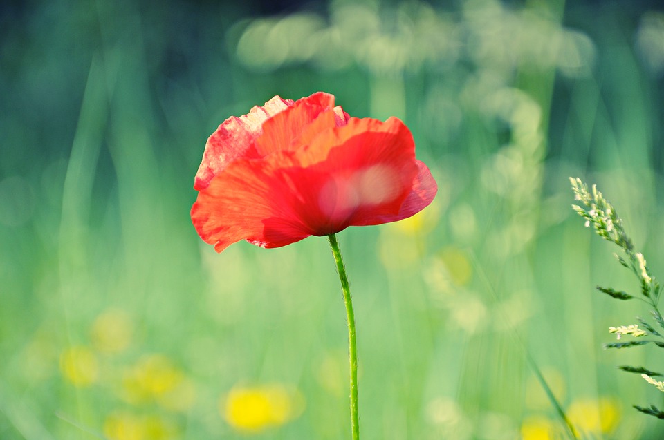 poppy-1432648_960_720.jpg