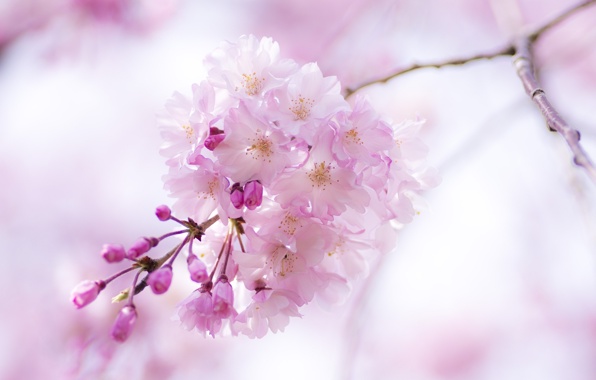 sakura-vetka-cvety-rozovyy.jpg