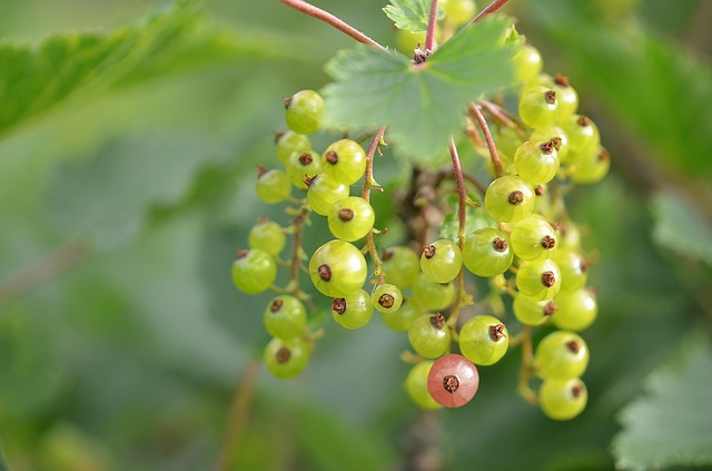 red-currant-203929_640.jpg