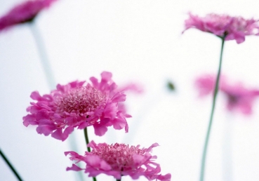 목회현장 - 역사적, 성경적 그리스도인 전통따라