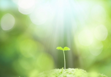 한국교계에 닫힌 핵심진리 - 『맏아들』