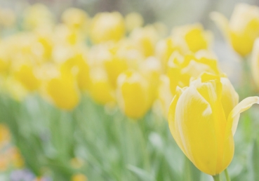 He Stepped Out of Glory