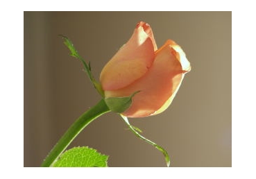 하나님과의 교통 안에 삶―영광스런 중재(仲裁)