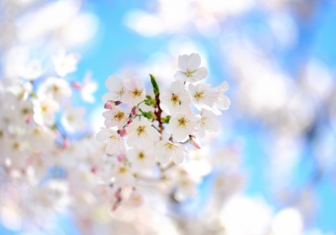 지방교회측의 신화에 대한 가르침