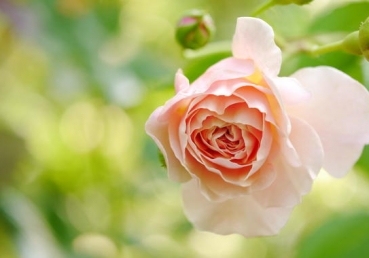 지방교회―내가 보고 듣고 겪은 이야기(3)