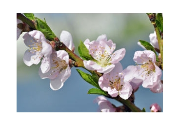 휘오데시아의 바른 의미-양자가 아니라 아들의 자격임