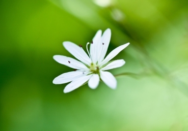 Jesus Lord, I love You