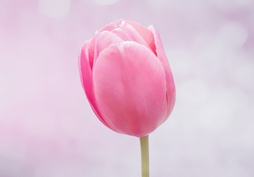 Butterflies, God's Economy, and You