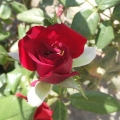 red-rose-krasnaia-roza-roza-rose.jpg