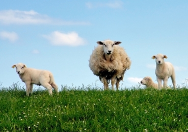 지방교회의 신앙과 생활
