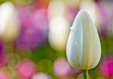 사도와 동역자에 대한 질문과 답변