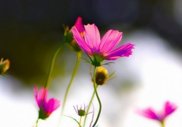 I take Thy promise, Lord, in all its length