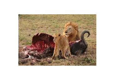 한국교회 이단논쟁은 ‘동물의 왕국’