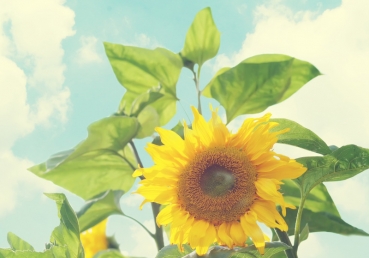 사도와 동역자에 대한 질문과 답변(한글)