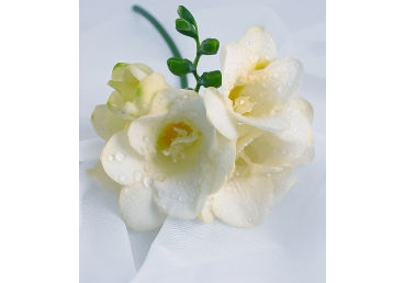 워치만 니와 위트니스 리가 보았던 성경 진리들