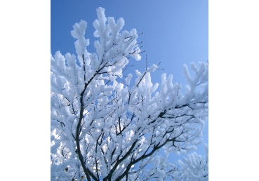 워치만 니와 목사제도