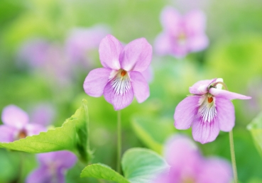 시편과 야고보서와 성경의 신성한 영감(한글)