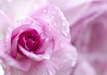 지방 교회들을 오해한 가이슬러의 치명적인 문제점(1)