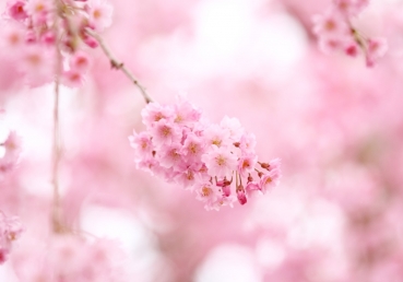 김활 목사의 “지방교회(Local church)의 문제점”이라는 글에 대한 지방교회 측의 반론(1)