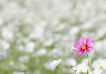 재심청구와 관련된 통합측 연구결과에 대한 우리의 입장