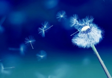 지방교회들에 대한 증언/행크 해네그래프