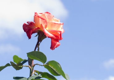 목양의 말씀 사이트 소개(한글)