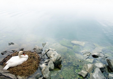 부활 안에 있는 생명―열국에 의해 상징된 종파 안의 문제