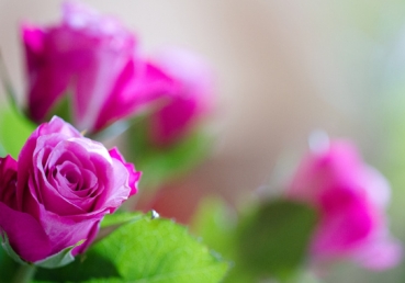 Fresh as the dew of the morning