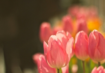 죽음을 퍼뜨리는 말들과 그것을 막는 법(한글)