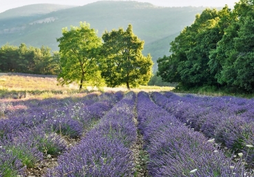유동근 목사가 추천하는 릴리 슈의 책 “나의 잊을 수 없는 기억들”에 대한 아마존 댓글들(1-2) - 릴리 슈의 거짓 증언의 희생자들