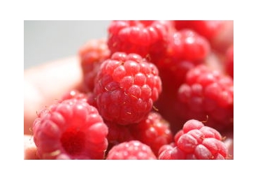 지방교회 측 신화 진리-하나님의 생명과 본성을 가짐