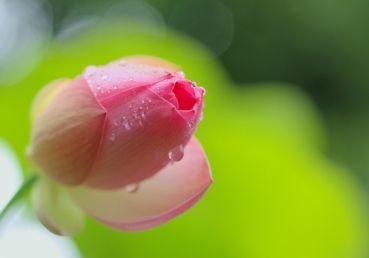 주의 회복―회복의 원칙, 하나님의 목적과 관련된 회복, 교회의 역할