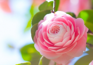 Jesus Lord, my best love Thou art